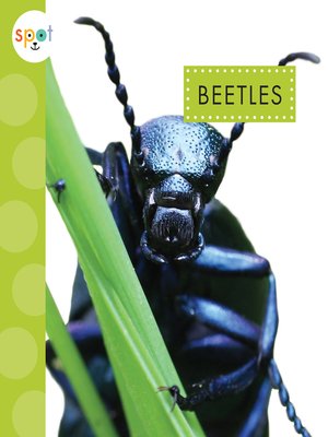 cover image of Beetles